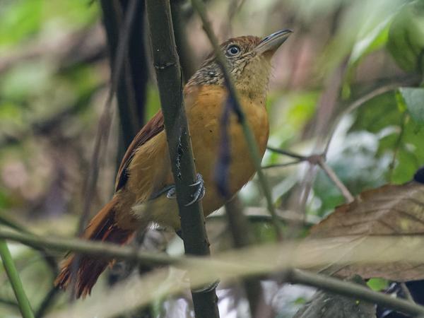 <h3><a href="/trips/costa-rica/biota/animalia/chordata/aves/040 passeriformes/005 thamnophilidae/thamnophilus doliatus/thamnophilus doliatus-nl.html">Thamnophilus&nbsp;doliatus</a> / Barred&nbsp;antshrike / Gebandeerde&nbsp;mierklauwier</h3>OM-1 Mark II met OLYMPUS M.150-400mm F4.5 TC, 1/800 sec  bij F5.6, ISO 10000, afstand 9.54&nbsp;m